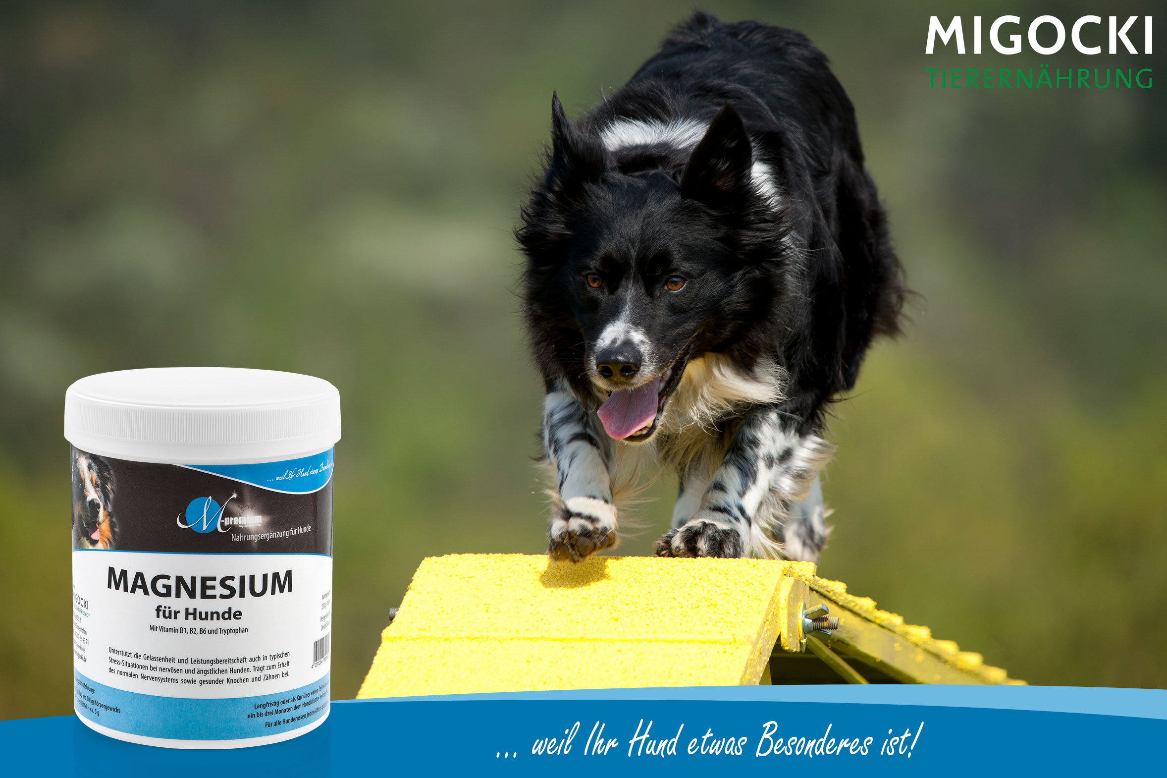 Hund Sport Rampe gesund Magnesium Migocki